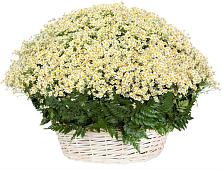Цветочная композиция из Ромашки в корзине #REPLACE_PRED# Кумертау
